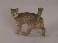 Leopard Cat Collection Image, Figure 4, Total 12 Figures